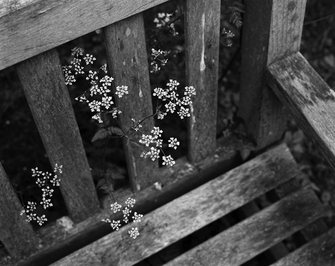 gal/bw103/chair_flowers_bw.jpg