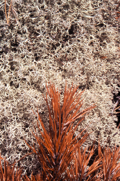 gal/sweden_land_sea/pine_needles_moss2.jpg