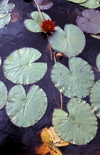 gal/sweden_land_sea/red_flower_lilly_pads2.jpg