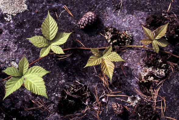 gal/sweden_land_sea/vine_plant_still_life.jpg