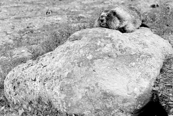 gal/b3_bw/big_marmot_bw.jpg