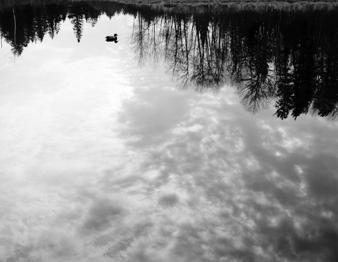 gal/bw103/duck_reflection_pond_bw.jpg