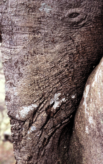 gal/devon/elephant_tree_bark.jpg